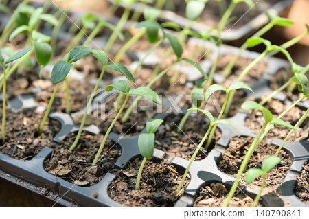 Small young plant seedlings growing in fertile soil inside a seedling starter tray. Organic farming and cultivation concept. Small young plant seedlings growing in fertile soil inside a seedling starter tray. Organic farming and cultivation concept. 140790841