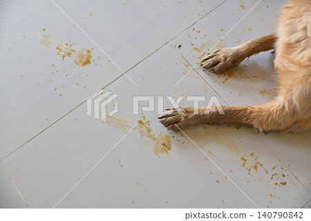 Dirty dog paws leaving muddy footprints and stains on a clean white tiled floor inside a house Dirty dog paws leaving muddy footprints and stains on a clean white tiled floor inside a house 140790842