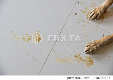 Dirty dog paws leaving muddy footprints and stains on a clean white tiled floor inside a house. Dirty dog paws leaving muddy footprints and stains on a clean white tiled floor inside a house. 140790843