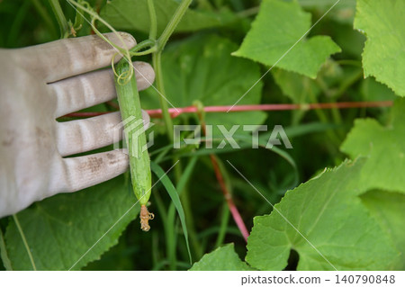 gardener's hand in a cloth glove gently holding a small young cucumber growing on the vine in a green vegetable garden, organic farming concept. gardener's hand in a cloth glove gently holding a small young cucumber growing on the vine in a green vegetable garden, organic farming concept. 140790848
