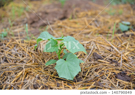 Young green cucumber plant seedling growing in fertile soil covered with dry straw mulch in the garden bed, sustainable agriculture and organic farming concept. Young green cucumber plant seedling growing in fertile soil covered with dry straw mulch in the garden bed, sustainable agriculture and organic farming concept. 140790849