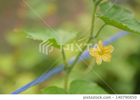 small yellow cucumber flower blooming on the vine with green leaves in the garden, selective focus and soft blurred background. small yellow cucumber flower blooming on the vine with green leaves in the garden, selective focus and soft blurred background. 140790850