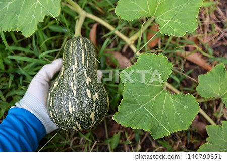 Top view of a gardener's hand in a glove holding a fresh butternut squash pumpkin growing on the vine in an organic farm, harvesting vegetable concept. Top view of a gardener's hand in a glove holding a fresh butternut squash pumpkin growing on the vine in an organic farm, harvesting vegetable concept. 140790851