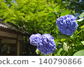 北鎌倉明月院的繡球花 140790866