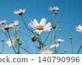 Cosmos shining in the blue sky 140790996