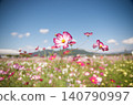 A single cosmos blooming in a cosmos field 140790997