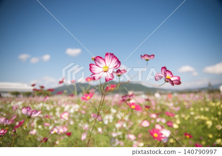 A single cosmos blooming in a cosmos field A single cosmos blooming in a cosmos field 140790997