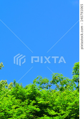 Young maple leaves stand out against the blue sky near Moroyama, Kanuma City Young maple leaves stand out against the blue sky near Moroyama, Kanuma City 140791065