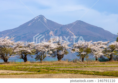 A row of fully bloomed Somei Yoshino cherry trees along the lakeside road in Hamaji, Konan-machi, Koriyama City, Fukushima Prefecture, with Mount Bandai visible across Lake Inawashiro. A row of fully bloomed Somei Yoshino cherry trees along the lakeside road in Hamaji, Konan-machi, Koriyama City, Fukushima Prefecture, with Mount Bandai visible across Lake Inawashiro. 140791110