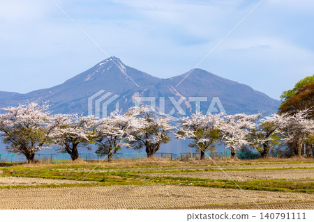 A row of fully bloomed Somei Yoshino cherry trees along the lakeside road in Hamaji, Konan-machi, Koriyama City, Fukushima Prefecture, with Mount Bandai visible across Lake Inawashiro. A row of fully bloomed Somei Yoshino cherry trees along the lakeside road in Hamaji, Konan-machi, Koriyama City, Fukushima Prefecture, with Mount Bandai visible across Lake Inawashiro. 140791111