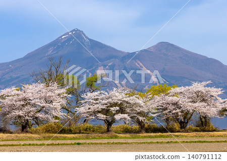 A row of fully bloomed Somei Yoshino cherry trees along the lakeside road in Hamaji, Konan-machi, Koriyama City, Fukushima Prefecture, with Mount Bandai visible across Lake Inawashiro. A row of fully bloomed Somei Yoshino cherry trees along the lakeside road in Hamaji, Konan-machi, Koriyama City, Fukushima Prefecture, with Mount Bandai visible across Lake Inawashiro. 140791112