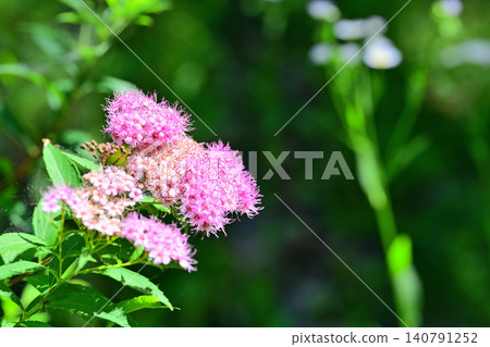 Spiraea flowers near Moroyama, Kanuma City Spiraea flowers near Moroyama, Kanuma City 140791252