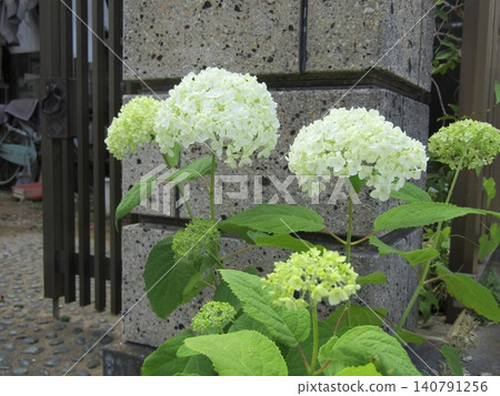 The Annabelle hydrangea offers a delightful change in color, with its yellowish-green and white flowers. The Annabelle hydrangea offers a delightful change in color, with its yellowish-green and white flowers. 140791256
