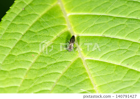 Warbler jewel beetle Warbler jewel beetle 140791427