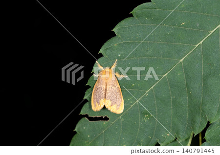 Sesame fried moth Sesame fried moth 140791445