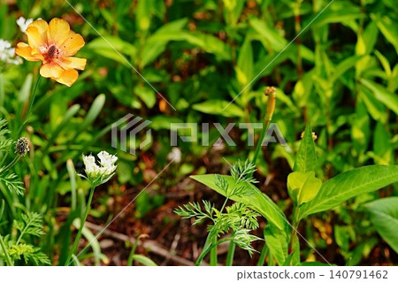 Natural background with orange flowers blooming amidst greenery Natural background with orange flowers blooming amidst greenery 140791462