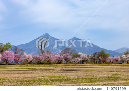 Hamaji, Konan-machi, Koriyama City, Fukushima Prefecture: Cherry trees in full bloom along the lakeside road, with Mount Bandai visible across Lake Inawashiro. Hamaji, Konan-machi, Koriyama City, Fukushima Prefecture: Cherry trees in full bloom along the lakeside road, with Mount Bandai visible across Lake Inawashiro. 140791599