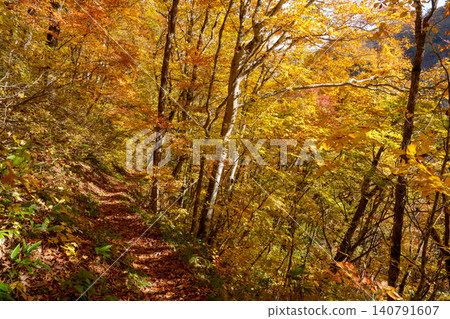 251029 Forest road along the Zakogawa River in Okushiga Valley, Nagano Prefecture 251029 Forest road along the Zakogawa River in Okushiga Valley, Nagano Prefecture 140791607
