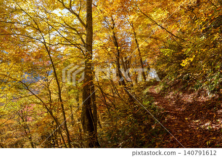 251029 Forest road along the Zakogawa River in Okushiga Valley, Nagano Prefecture 251029 Forest road along the Zakogawa River in Okushiga Valley, Nagano Prefecture 140791612