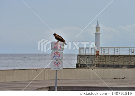 A kite perches on a warning sign at Katase Fishing Port. A kite perches on a warning sign at Katase Fishing Port. 140791819