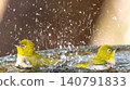 Two Japanese white-eyes bathe in the water, their petals sparkling in the morning sun. 140791833