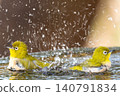 A pair of Japanese white-eyes bathing in a large copy space amidst splashes of water. 140791834