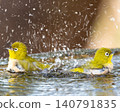 A pair of Japanese white-eyes splashing water, captured in a vertical composition. 140791835