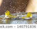 A vertical composition of a pair of Japanese white-eyes bathing, making good use of the copy space. 140791836