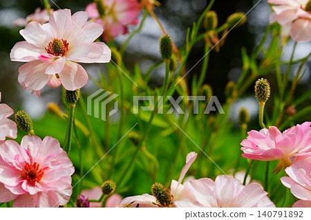 A field of blooming pink ranunculus lux flowers. 140791892