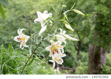 Mountain lilies blooming in the summer forest Mountain lilies blooming in the summer forest 140791908