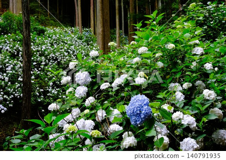 The scenery of Ajisai-yama, a famous hydrangea spot in Akiruno City, Tokyo. The scenery of Ajisai-yama, a famous hydrangea spot in Akiruno City, Tokyo. 140791935