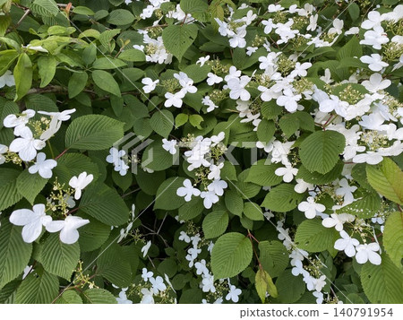 初夏時節開白花的灌木 初夏時節開白花的灌木 140791954
