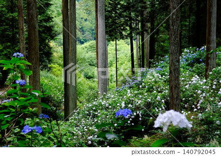 東京秋留野市著名的繡球花觀賞地-紫陽花山的景色。 東京秋留野市著名的繡球花觀賞地-紫陽花山的景色。 140792045