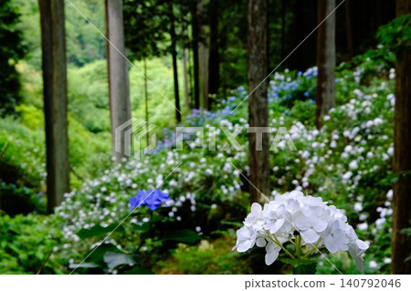 東京秋留野市著名的繡球花觀賞地-紫陽花山的景色。 東京秋留野市著名的繡球花觀賞地-紫陽花山的景色。 140792046