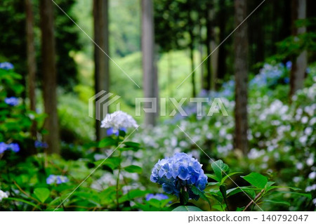 The scenery of Ajisai-yama, a famous hydrangea spot in Akiruno City, Tokyo. The scenery of Ajisai-yama, a famous hydrangea spot in Akiruno City, Tokyo. 140792047