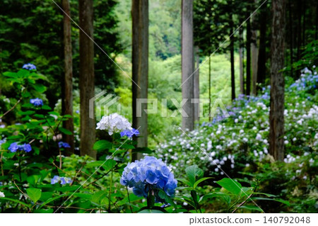 東京秋留野市著名的繡球花觀賞地-紫陽花山的景色。 東京秋留野市著名的繡球花觀賞地-紫陽花山的景色。 140792048