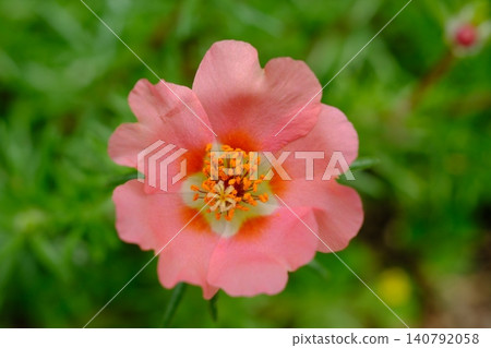 Pink Madagascar Periwinkle Flower Close Up in Garden Pink Madagascar Periwinkle Flower Close Up in Garden 140792058