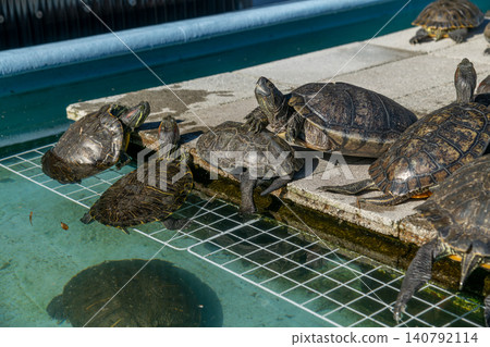 Sea turtle, turtle Sea turtle, turtle 140792114