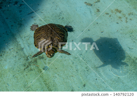 Sea turtle, turtle Sea turtle, turtle 140792120