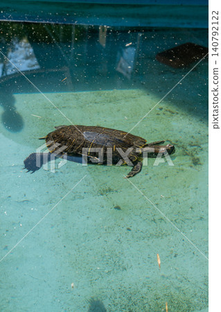Sea turtle, turtle Sea turtle, turtle 140792122