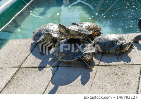 Sea turtle, turtle Sea turtle, turtle 140792127