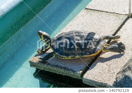 Sea turtle, turtle 140792129