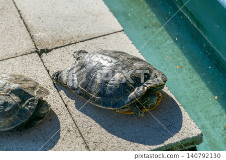 Sea turtle, turtle Sea turtle, turtle 140792130