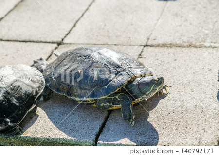 Sea turtle, turtle Sea turtle, turtle 140792171