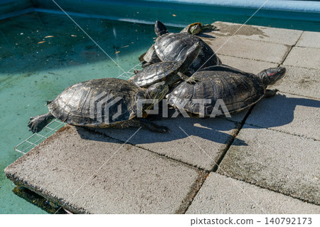 Sea turtle, turtle Sea turtle, turtle 140792173