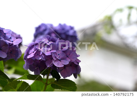 Hydrangea flower Hydrangea flower 140792175