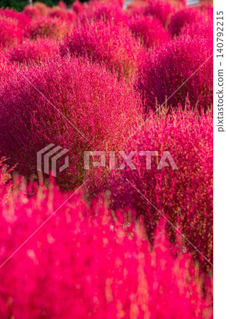 Kochia field at Shima City Tourist Farm, Shima City, Mie Prefecture - Autumn image Kochia field at Shima City Tourist Farm, Shima City, Mie Prefecture - Autumn image 140792215