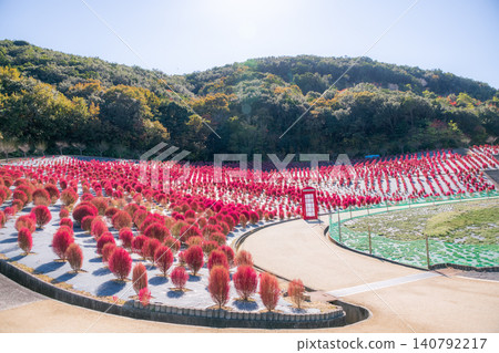 Kochia field at Shima City Tourist Farm, Shima City, Mie Prefecture - Autumn image 140792217