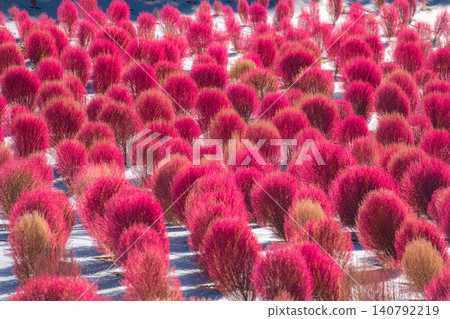 三重縣志摩市志摩市觀光農場的掃帚草田-秋景 三重縣志摩市志摩市觀光農場的掃帚草田-秋景 140792219