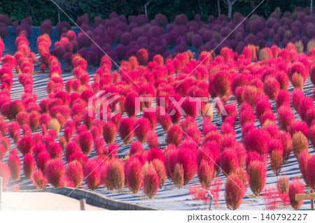 Kochia field at Shima City Tourist Farm, Shima City, Mie Prefecture - Autumn image Kochia field at Shima City Tourist Farm, Shima City, Mie Prefecture - Autumn image 140792227